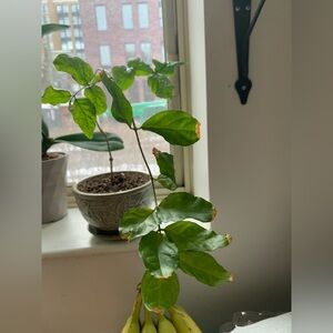 Jasmine Sambac Plant